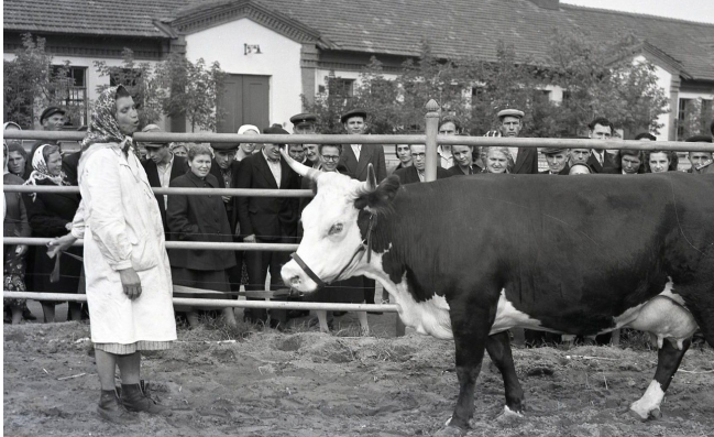 История агопромышленного комплекса Залесье
