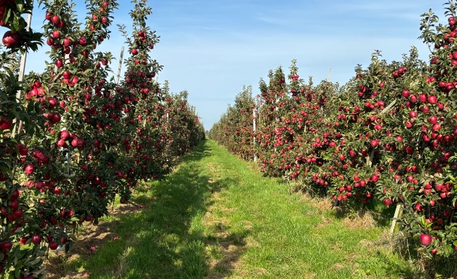 История агопромышленного комплекса Залесье
