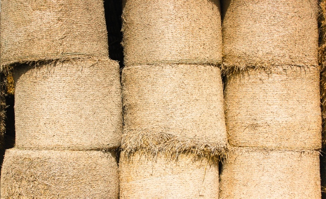 История агопромышленного комплекса Залесье